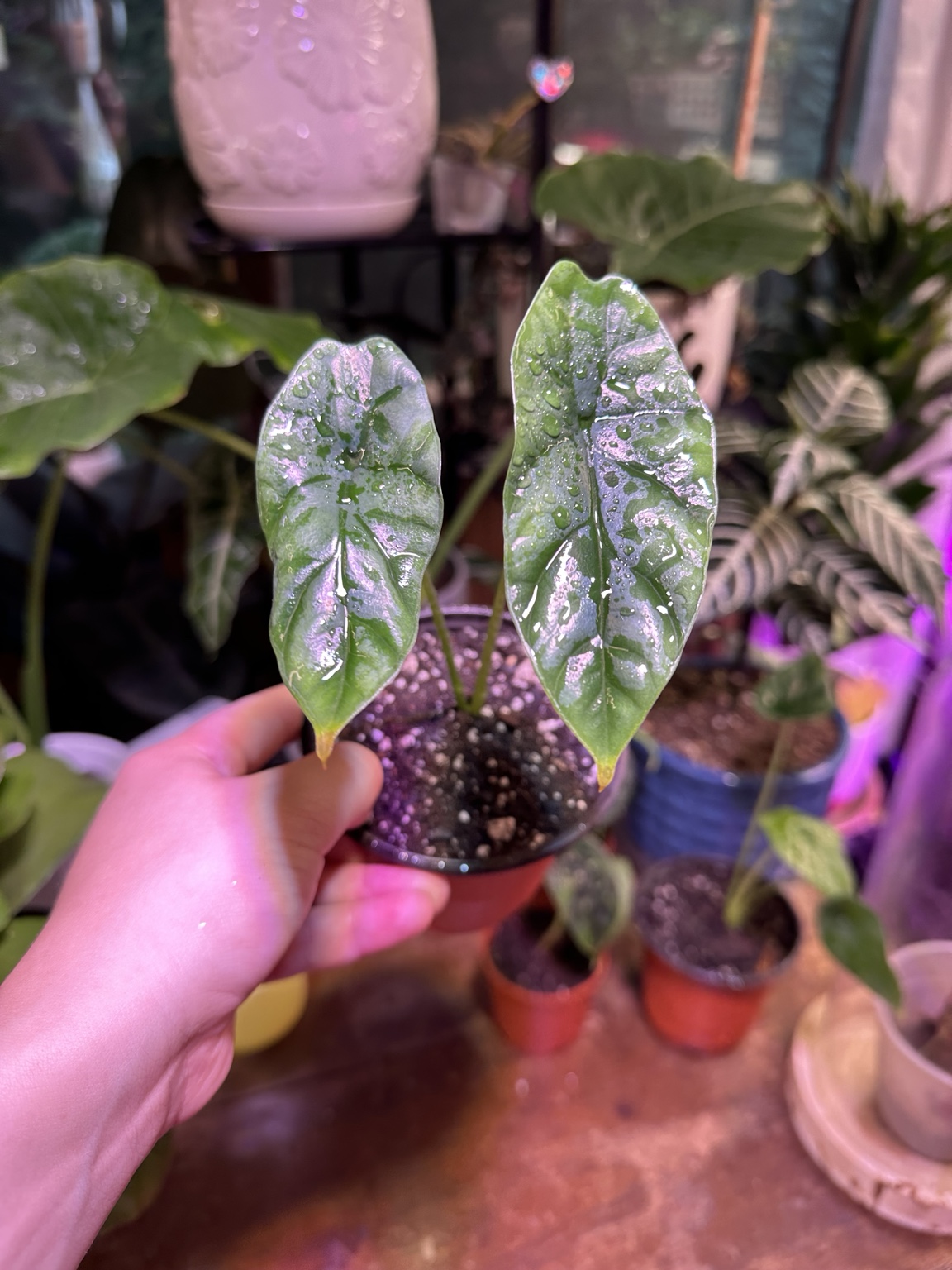 Alocasia Quilted Dreams